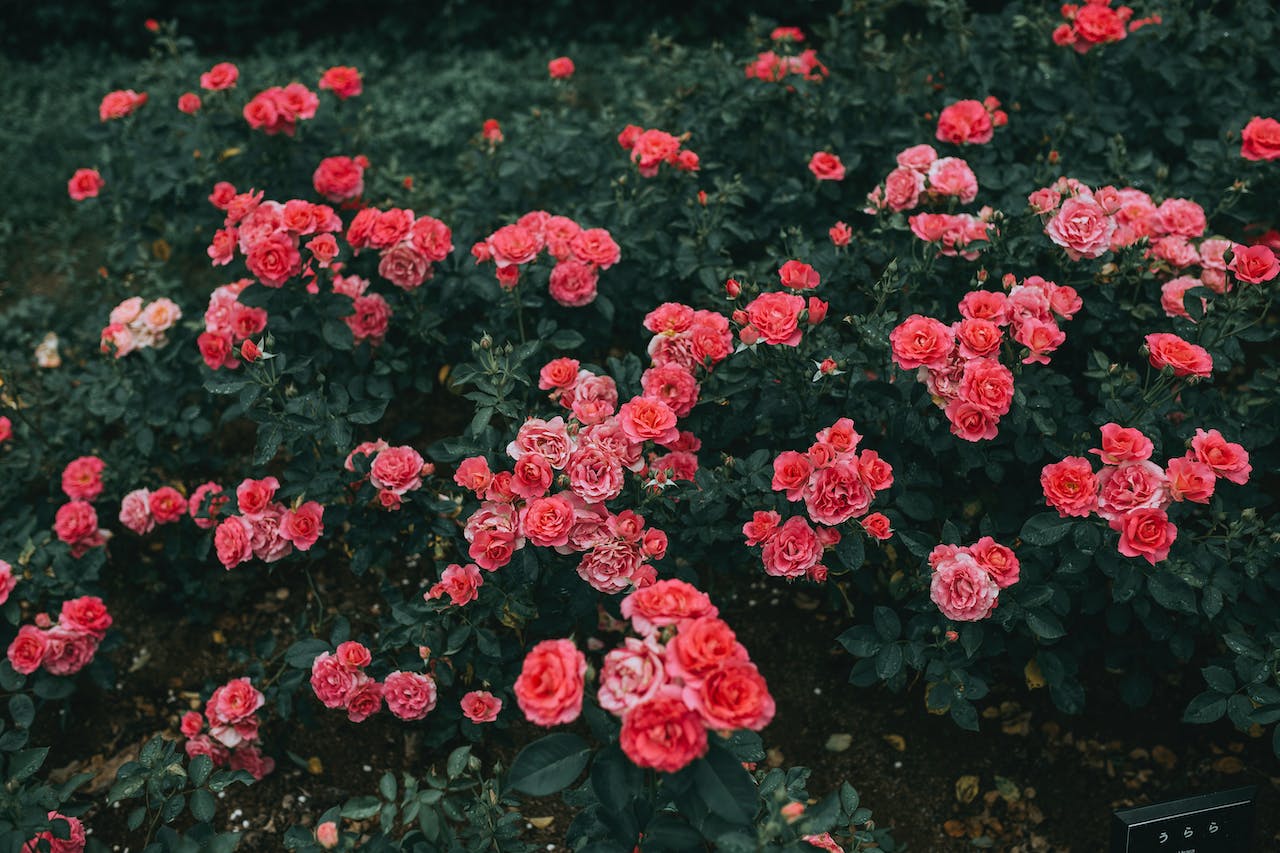 Hoa hồng c&oacute; &yacute; nghĩa g&igrave;?