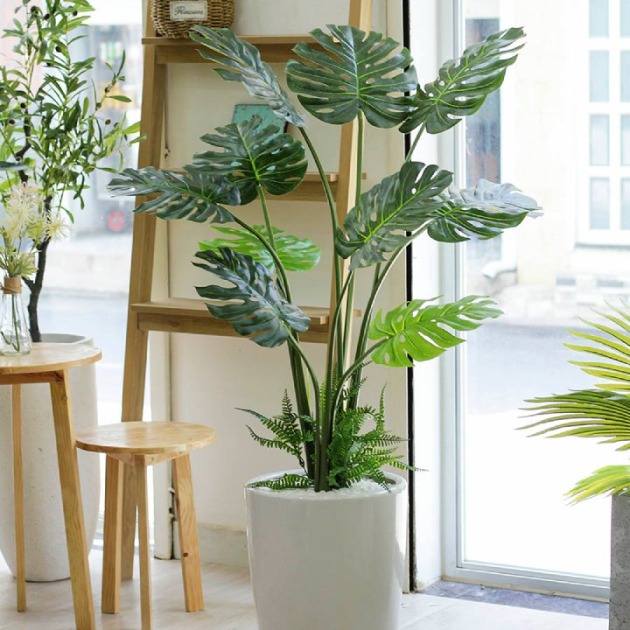 Cây cảnh